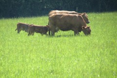 Cattle-and-calves-near-Winterhay-Farm-2