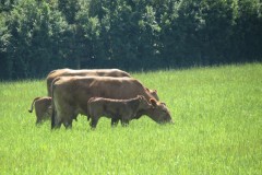 Cattle-and-calves-near-Winterhay-Farm-3