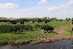 Cattle-near-Chard-Canal-Aquaeduct-1