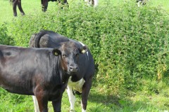 Cattle-near-Chard-Canal-Aquaeduct-2