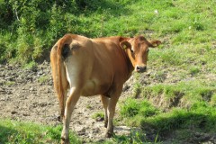 Cattle-near-Chard-Canal-Aquaeduct-3