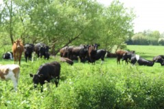 Cattle-near-Chard-Canal-Aquaeduct-4