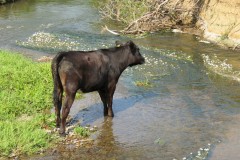 Cattle-near-Chard-Canal-Aquaeduct-5