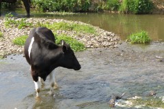 Cattle-near-Chard-Canal-Aquaeduct-6