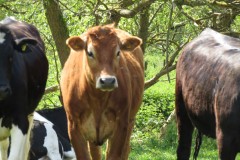 Cattle-near-Chard-Canal-Aquaeduct