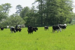 Cattle-near-Winterhay-Farm-1