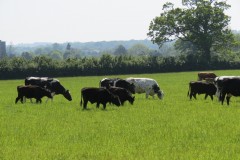 Cattle-near-Winterhay-Farm-2