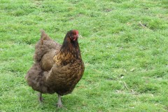 Chicken-by-Isle-Brewers-Mill-stream-5