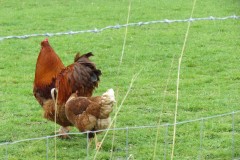 Cockerel-and-Chicken-by-Isle-Brewers-Mill-stream-1