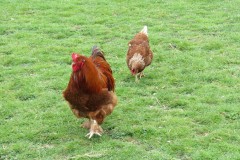 Cockerel-and-Chicken-by-Isle-Brewers-Mill-stream-2