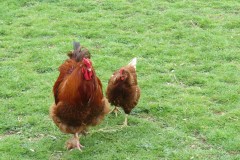Cockerel-and-Chicken-by-Isle-Brewers-Mill-stream-3
