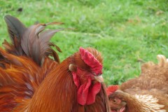 Cockerel-and-Chicken-by-Isle-Brewers-Mill-stream-4