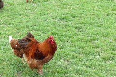 Cockerel-and-Chicken-by-Isle-Brewers-Mill-stream-5