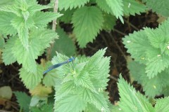 Dragonfly-by-River-Isle-near-Hambridge-2