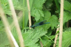 Dragonfly-by-River-Isle-near-Hambridge