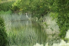 Grey-Heron-by-River-Isle-near-Hambridge-1