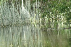 Grey-Heron-by-River-Isle-near-Hambridge-2