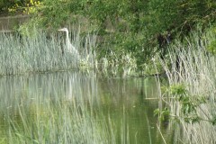 Grey-Heron-by-River-Isle-near-Hambridge-3