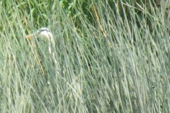 Grey-Heron-by-River-Isle-near-Hambridge-4