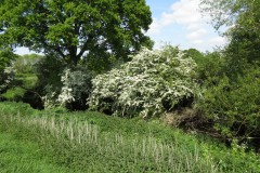 Hawthorn-blossom-by-River-Isle-2