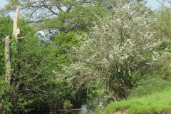 Hawthorn-blossom-by-River-Isle