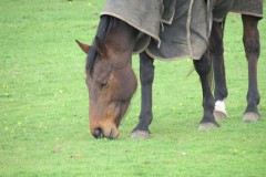Horse-by-Isle-Brewers-Mill-stream-5