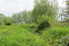IMG_9342
