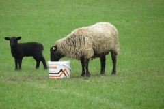 Lambs-by-River-Isle-near-Fivehead-River-1