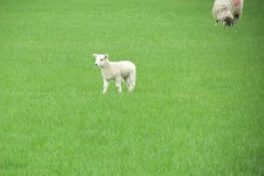 Lambs-by-River-Isle-near-Fivehead-River-2