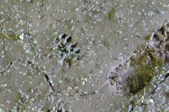 Possible-Otter-Prints-beneath-A303-underbridge-1