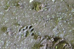 Possible-Otter-Prints-beneath-A303-underbridge-2