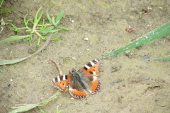 Red-Admiral-Butterfly-by-River-Isle-near-Bradon-1