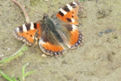 Red-Admiral-Butterfly-by-River-Isle-near-Bradon-2