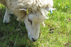 Sheep-near-Eames-Mill-2