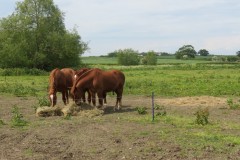 Stallion-and-Mares-by-River-Isle-near-Hambridge-2