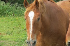 Stallion-and-Mares-by-River-Isle-near-Hambridge-4