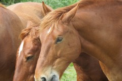 Stallion-and-Mares-by-River-Isle-near-Hambridge-5
