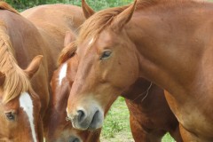 Stallion-and-Mares-by-River-Isle-near-Hambridge-6