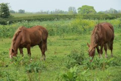 Stallion-and-Mares-by-River-Isle-near-Hambridge-7