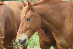 Stallion-and-Mares-by-River-Isle-near-Hambridge-8