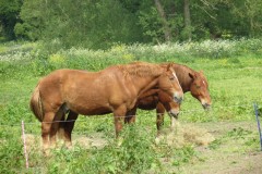 Stallion-and-Mares-by-River-Isle-near-Hambridge-9