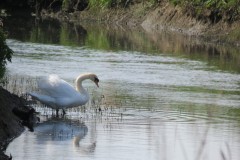 Swan-by-the-River-Isle-downstream-from-Isle-Brewers-1