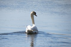 Swan-by-the-River-Isle-downstream-from-Isle-Brewers-2
