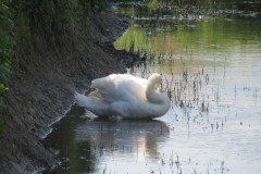 Swan-by-the-River-Isle-downstream-from-Isle-Brewers-3