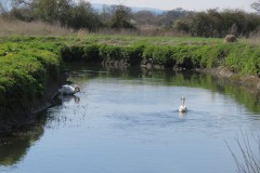 Swan-by-the-River-Isle-downstream-from-Isle-Brewers-4