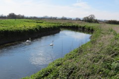 Swan-by-the-River-Isle-downstream-from-Isle-Brewers-5