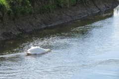 Swan-by-the-River-Isle-downstream-from-Isle-Brewers-6