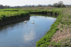 Swan-by-the-River-Isle-downstream-from-Isle-Brewers-7