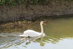 Swan-by-the-River-Isle-downstream-from-Isle-Brewers-8