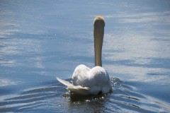 Swan-by-the-River-Isle-downstream-from-Isle-Brewers-9